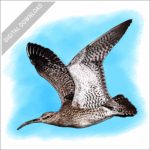 Whimbrel stock image