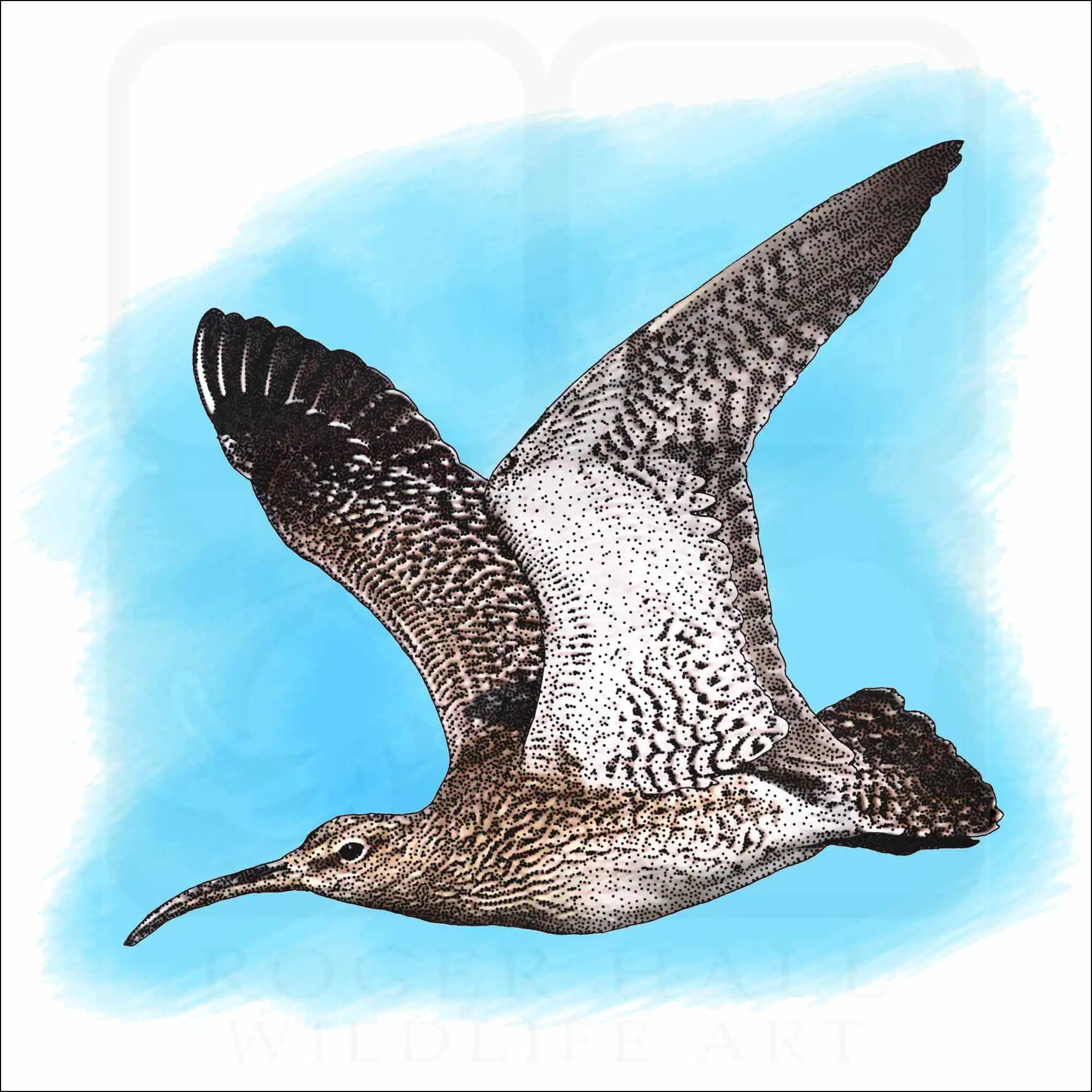 Whimbrel Whimbrel illustration