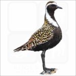 American Golden Plover illustration