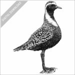 American Golden Plover
