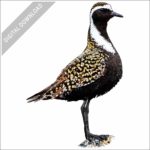 American Golden Plover stock image