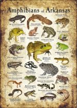 Amphibians of Arkansas poster print