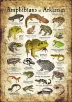 Amphibians of Arkansas poster print