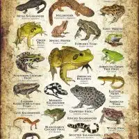 Amphibians of Arkansas poster print
