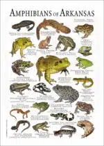 Amphibians of Arkansas poster print