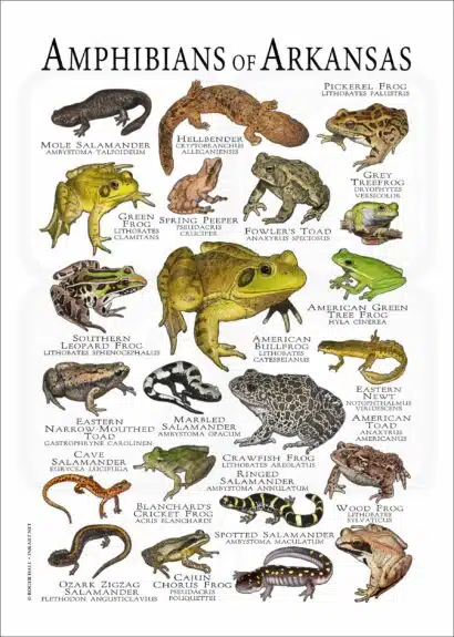 Amphibians of Arkansas poster print