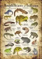 Amphibians of Indiana poster print