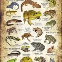 Amphibians of Indiana poster print
