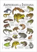 Amphibians of Indiana poster print