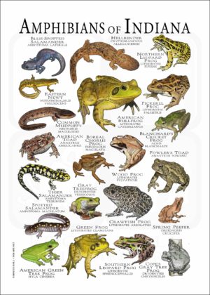 Amphibians of Indiana poster print