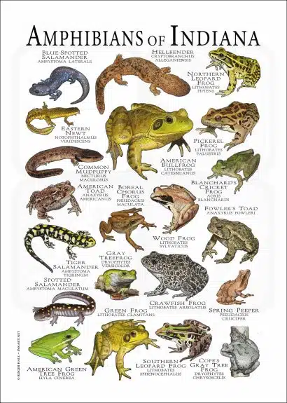 Amphibians of Indiana poster print
