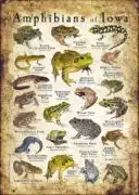 Amphibians of Iowa poster print