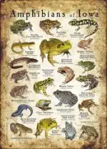 Amphibians of Iowa poster print