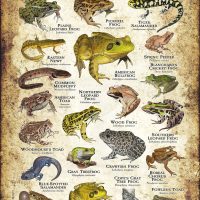 Amphibians of Iowa poster print