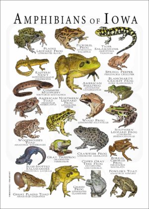 Amphibians of Iowa poster print