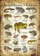 Amphibians of Kansas poster print
