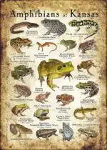 Amphibians of Kansas poster print