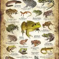 Amphibians of Kansas poster print