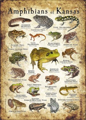 Amphibians of Kansas poster print