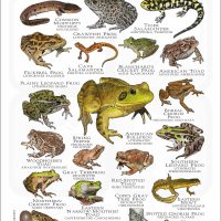Amphibians of Kansas poster print