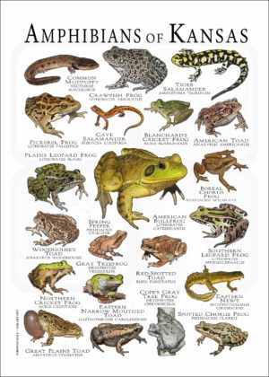Amphibians of Kansas poster print