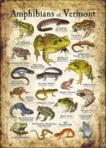 Amphibians of Vermont poster print