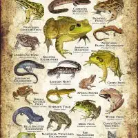 Amphibians of Vermont poster print