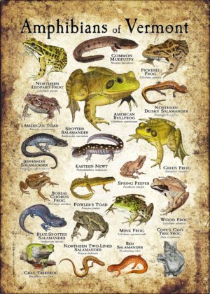 Amphibians of Vermont poster print