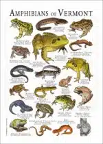 Amphibians of Vermont poster print