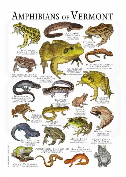 Amphibians of Vermont poster print