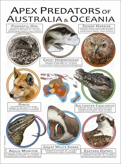 Apex Predator of Australia poster print
