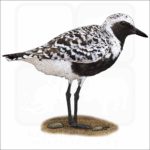 Black-bellied Plover illustration