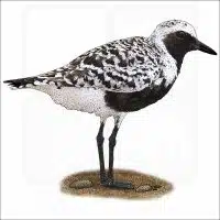 Black-bellied Plover illustration