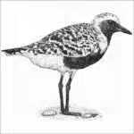 Black-bellied Plover