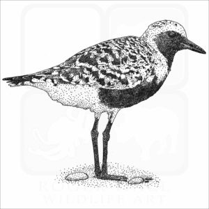 Black-bellied Plover