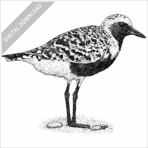 Black-bellied Plover