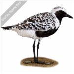 Black-bellied Plover stock image
