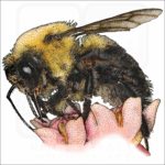 Brown-Belted Bumblebee illustration