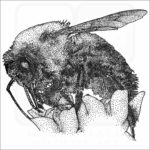 Brown-Belted Bumblebee illustration