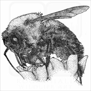 Brown-Belted Bumblebee illustration