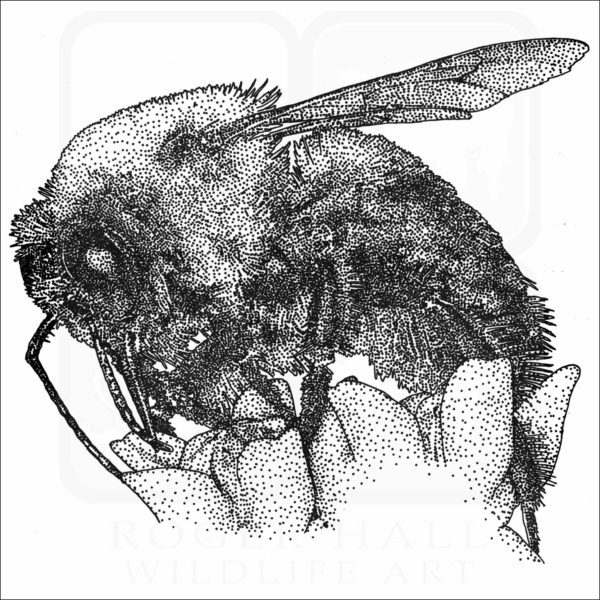 Brown-Belted Bumblebee illustration