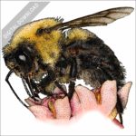 Brown-Belted Bumblebee stock image