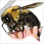 Brown-Belted Bumblebee stock image