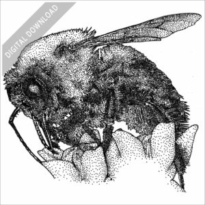 Brown-Belted Bumblebee stock image