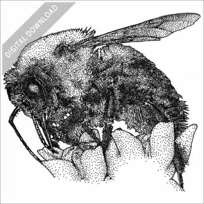 Brown-Belted Bumblebee stock image