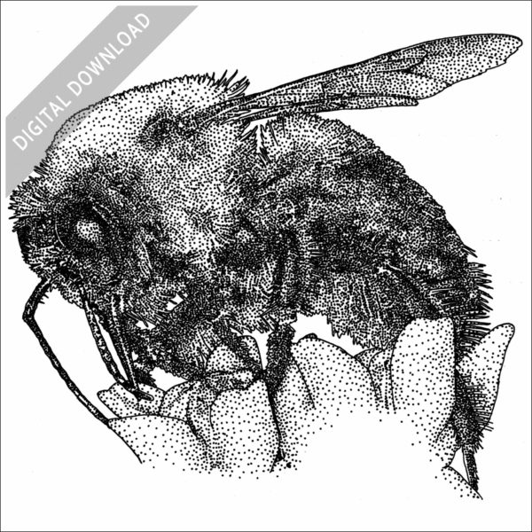 Brown-Belted Bumblebee stock image