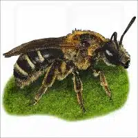 Bull-Headed Furrow Bee illustration