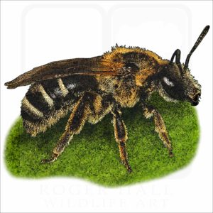 Bull-Headed Furrow Bee illustration