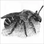 Bull-headed Furrow Bee illustration