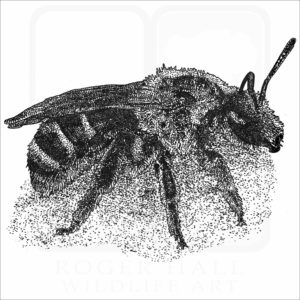 Bull-headed Furrow Bee illustration